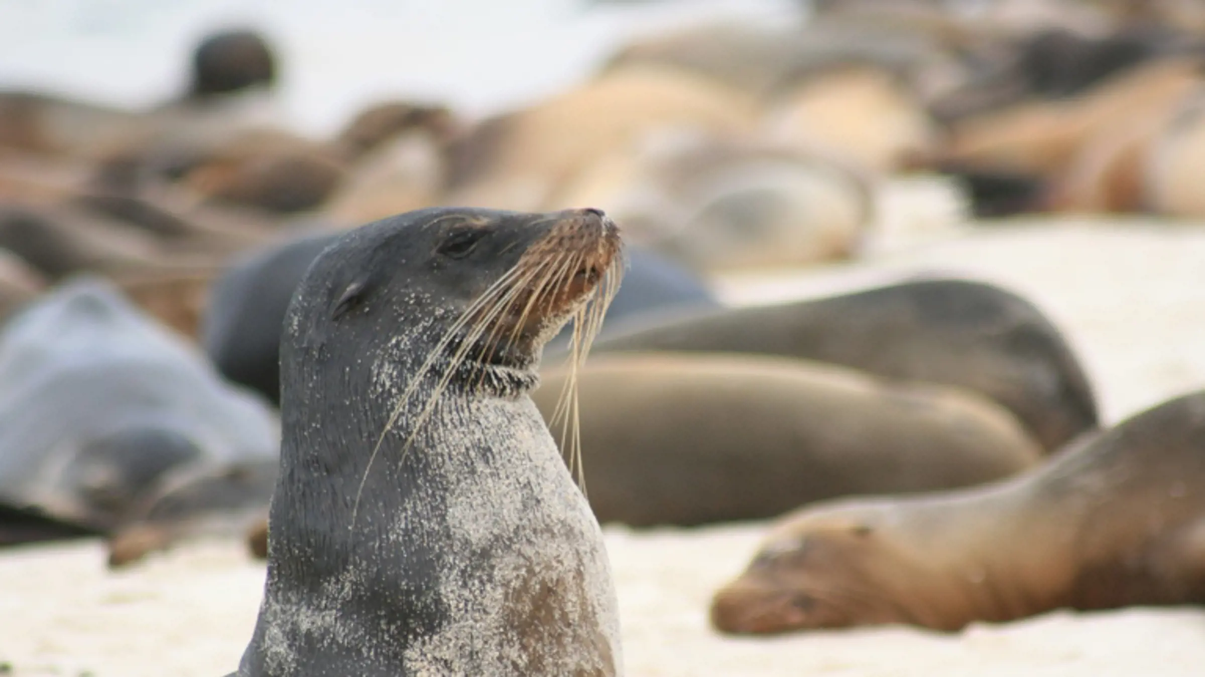 Die endemischen Galapagos-Seelöwen